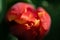 Spring orange red tulip flower bud close. Bright morning light.