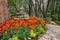 Spring Orange Tulips Virginia