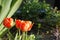 Spring Orange Tulips Washington D.C.