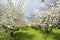 Spring orchard 2