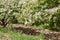 Spring orchard with blossoming quince