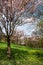 Spring Orchards And St Vitus Cathedral. Prague