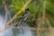 Spring Pacific Swallow in Nature - Viet Nam