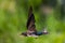 Spring Pacific Swallow in Nature - Viet Nam