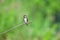 Spring Pacific Swallow in Nature - Viet Nam