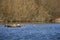 Spring pairs of birds, mating season. Canada Geese aka Branta canadensis and Mallard ducks on Sanctuary Lake in Kenwith