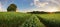 Spring panorama countryside landscape with wheat field