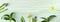 Spring panoramic banner. Springtime leaves and yellow erranthis flowers on cracked aged mint green wood.