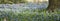 Spring panoramic view, thousands of bluebells