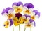 Spring pansy flowers