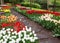 Spring park alley, tulip flowers in Keukenhof garden, Netherlands