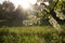 Spring park. Flowering branch and green grass on sunlight