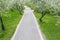 Spring park landscape. footpath with park benches among blossoming apple orchard. aerial view