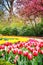 Spring park with multicolor tulips. Keukenhof garden, Netherlands