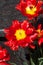 Spring in the park, Tulips are red. Closeup photo of red tulip c