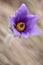 Spring pasque flower.