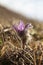 spring Pasque flower on the meadow