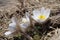 Spring pasqueflower ( Pulsatilla vernalis )
