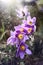 Spring pasqueflower, Pulsatilla vernalis spring flowers sprinkle