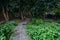 spring path with green trees