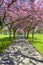 Spring path in park with cherry blossom and pink flowers.