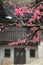 Spring Peach Blossoms Against the Background of Ancient Houses