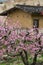 Spring Peach Blossoms Against the Background of Ancient Houses