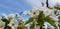 Spring Pear Flowers blooming on Branches in the Sunny Afternoon over Blue Sky