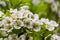 Spring pear flowers on tree