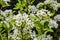 Spring pear flowers on tree