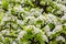 Spring pear flowers on tree