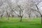 Spring pear orchard in blossom