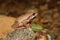 Spring Peeper (Pseudacris crucifer)