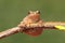 Spring Peeper (Pseudacris crucifer)
