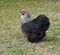 Spring pekin black Bantam Hen free range on grass