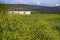 Spring on Peloponnese, Greece, wild yellow flowers and small white farmers house