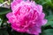 Spring. Peony blossom.