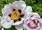 In the spring, a peony tree-like Paeonia suffruticosa blooms in the garden