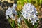Spring perennial primroses. Light flowers Puschkinia Latin: Puschkinia scilloides close-up. Soft focus