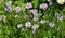 Spring perennial purple chamomile, daisy like flowers blooming in the flowerbed. Summer purple daisy, aster in the garden