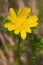 Spring Pheasant`s Eye - Adonis vernalis