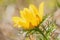 Spring Pheasant`s Eye - Adonis vernalis