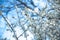 Spring photo with beautiful hawthorn branches on spring blue sky background. Floral frame of many white flowers. Concept of