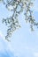 Spring photo with beautiful hawthorn branches on spring blue sky background. Floral frame of many white flowers in the corner.