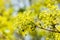 Spring photo of flowers. Maple tree. spring flowers of the norw