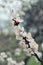 Spring photos, apricot branch closeup.