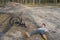 Spring in a pine forest boy fell off his bicycle