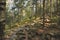 Spring pine forest in rocky mountains soft focus sunny landscape