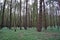 spring pine forest with slender straight tree trunks and young leaves and a green carpet of anemone flowers