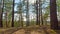 Spring Pine Forest, time-lapse with crane